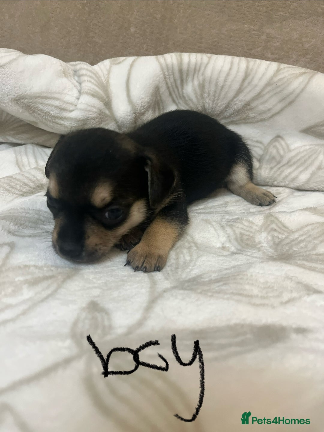 Chihuahua dogs for sale: 6 adorable chihuahuas - Image 8