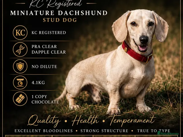 Miniature Dachshund dogs Magneto Sunbeam☀️ - Advert 2