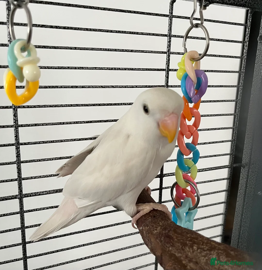 Lovebirds birds for sale: Hand reared love bird  - Advert 3