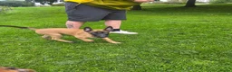 Belgian Shepherd Dog dogs for sale: Kc registered belgian malinois  - Advert 12