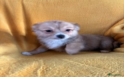 Chihuahua dogs for sale: Beautiful Chihuahua Puppies For Sale - Advert 31