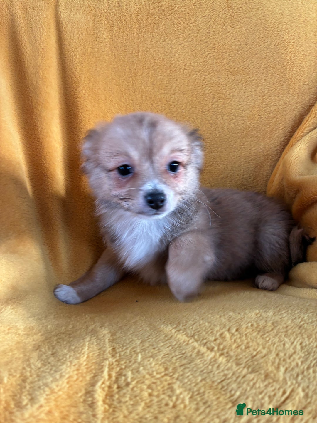 Chihuahua dogs for sale: Beautiful Chihuahua Puppies For Sale - Advert 31