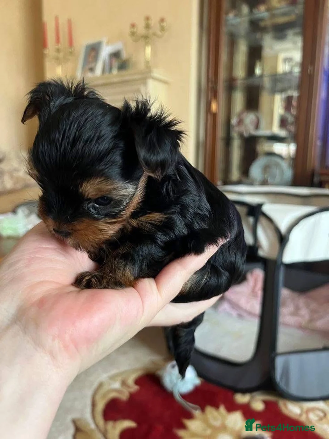 Yorkshire Terrier dogs for sale: Beautiful Mini Yorkshire Terrier Puppy - Advert 2