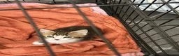 Bengal cats for sale: Kitten’s and mother are ready for there homes - Advert 17