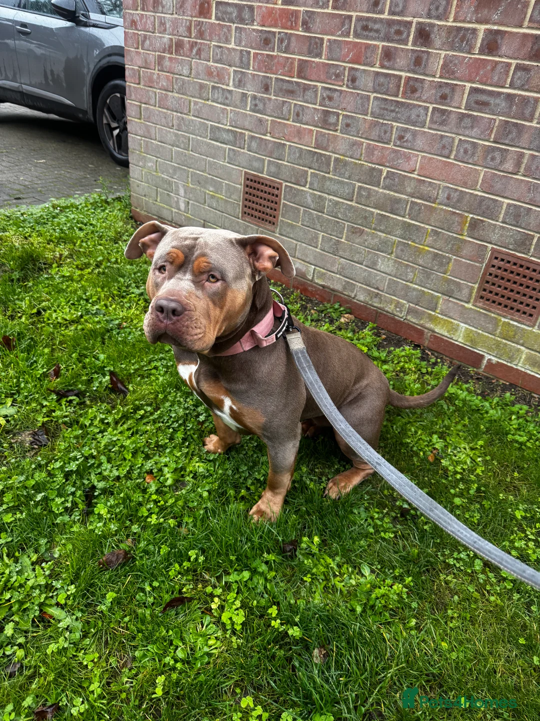 American Bully dogs for sale: Lilo the standard bully  - Advert 2