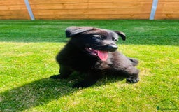 German Shepherd dogs for sale: KC Registered German Shepard Babies 🐾🐾🐾 - Image 9