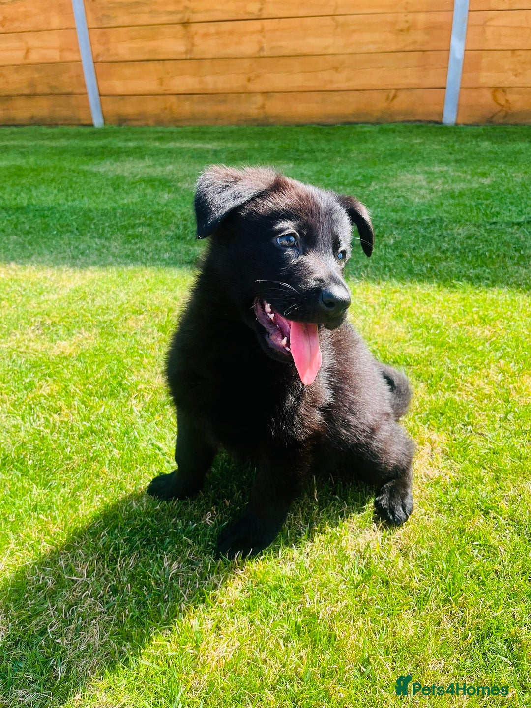 German Shepherd dogs for sale: KC Registered German Shepard Babies 🐾🐾🐾 - Image 9