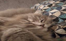 British Longhair cats for sale: 5 x beautiful BLH kittens for sale - Advert 28