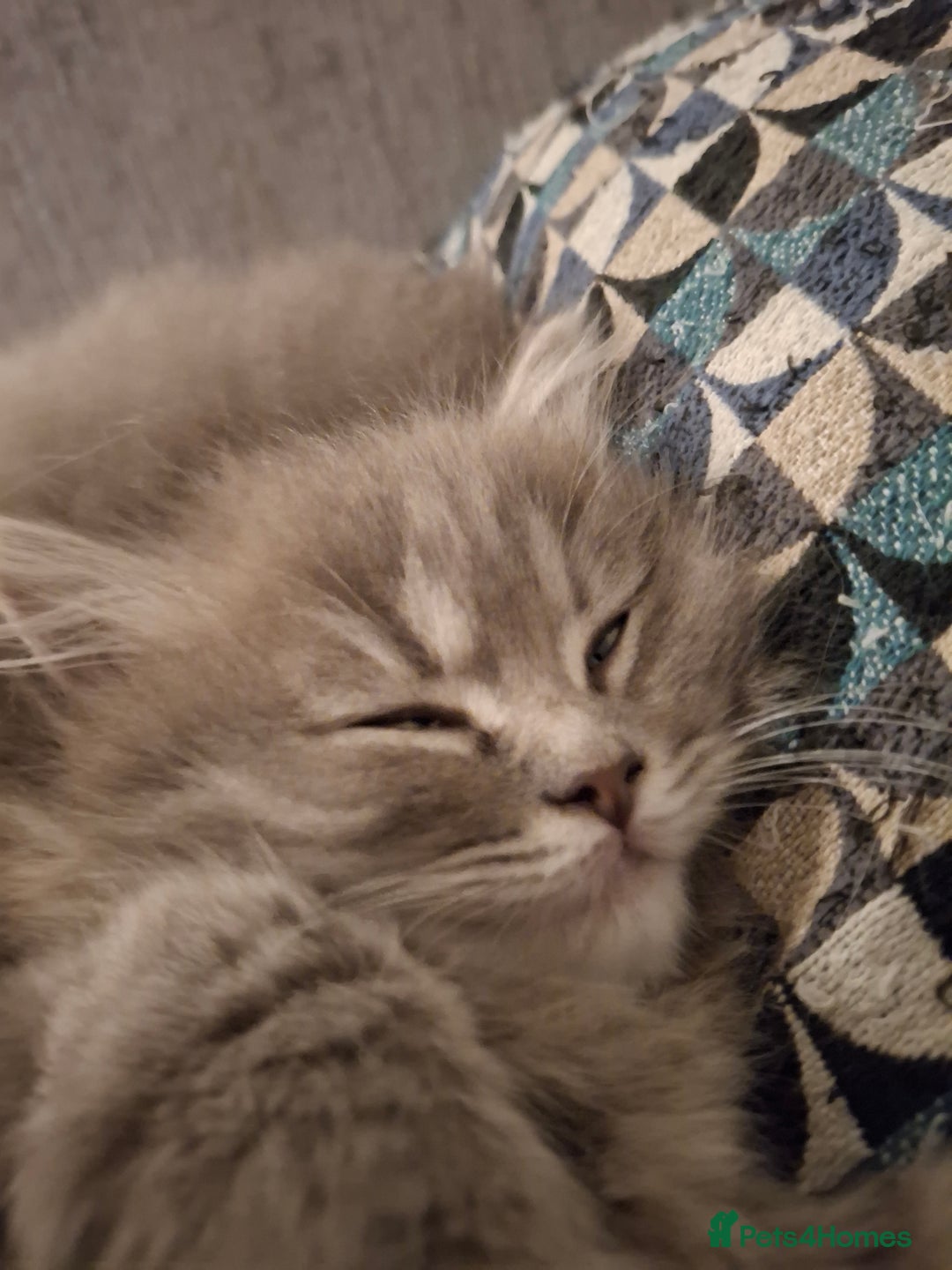 British Longhair cats for sale: 5 x beautiful BLH kittens for sale - Advert 28