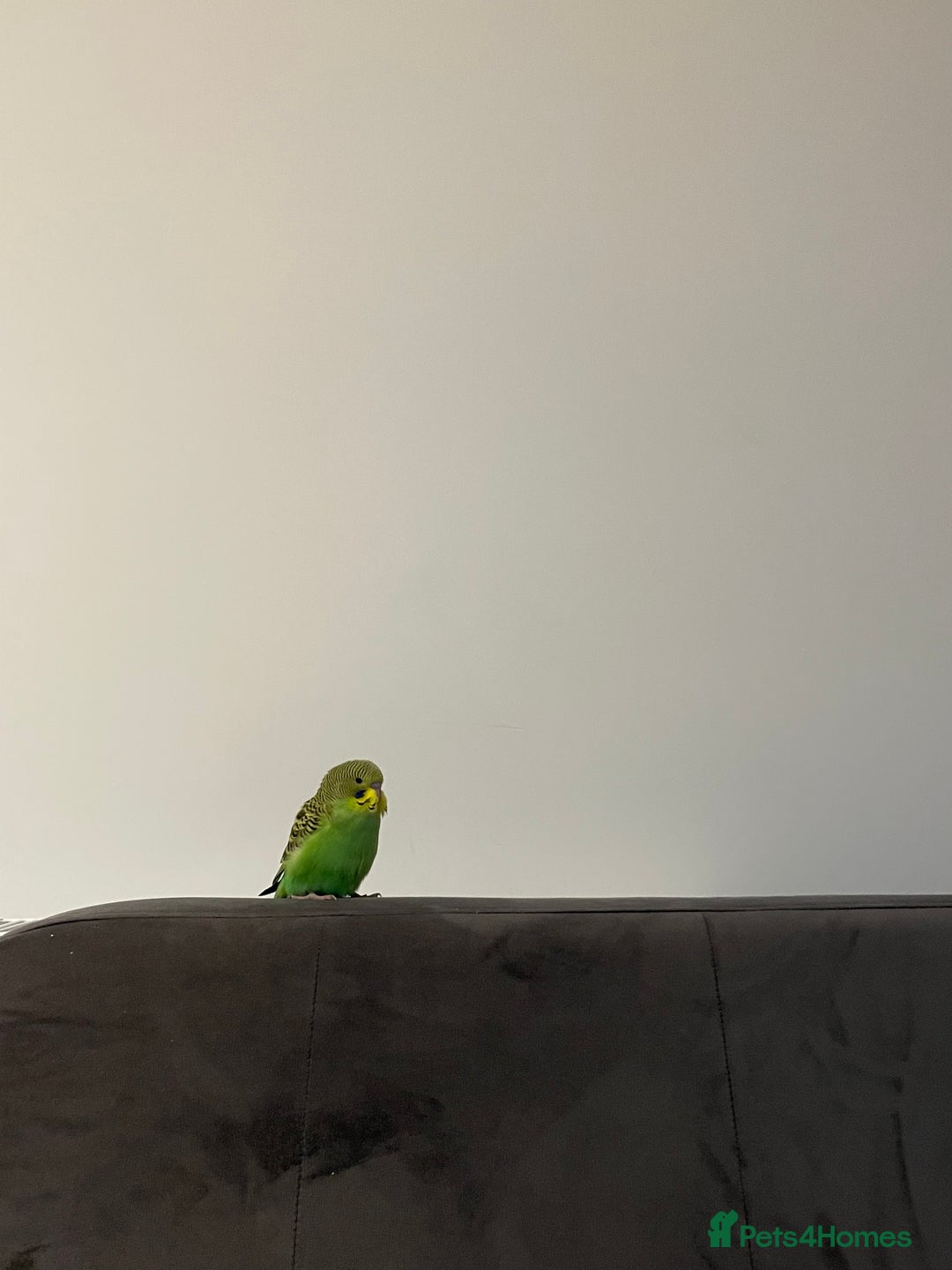 Budgerigars birds for sale: 2 hand tame young male budgies + cage - Advert 2