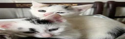 Mixed Breed cats for sale: 6 Lovely kittens for sale  - Advert 5