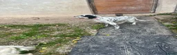 English Setter dogs for adoption: Mascotte - Advert 4