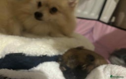 Mixed Breed dogs for sale: Little boy paparainion 🥰 - Image 2