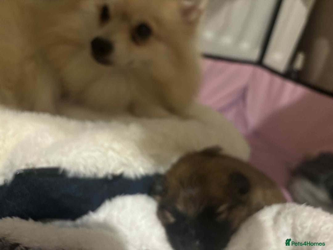 Mixed Breed dogs for sale: Little boy paparainion 🥰 - Image 2