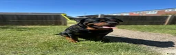 Rottweiler dogs for sale: Female Rottweiler  in Aylesbury - Advert 9