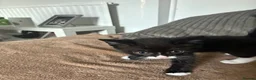 Mixed Breed cats for sale: 2 Female Kittens  in Reading - Advert 2