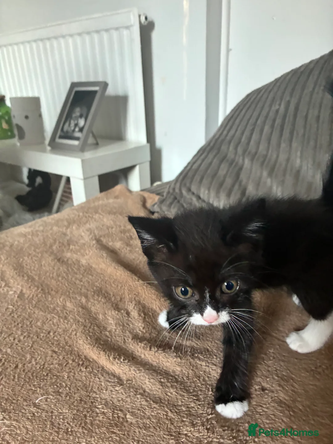 Mixed Breed cats for sale: 2 Female Kittens  in Reading - Advert 2