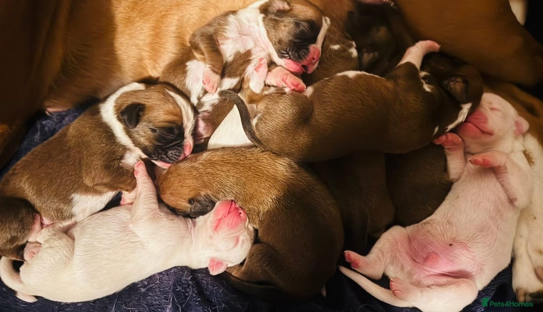 Boxer dogs for sale: KC Registered Boxer Puppies - Image 8
