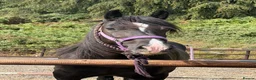 Welsh Section D horses for sale: Classy quality bred Welsh Mare  - Advert 2