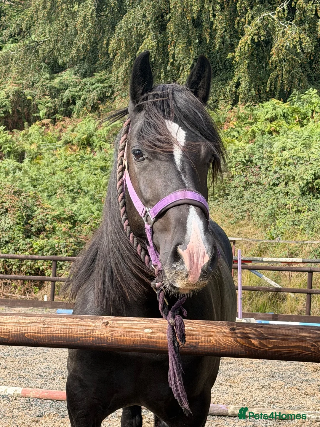 Welsh Section D horses for sale: Classy quality bred Welsh Mare  - Advert 2