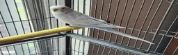 Parrots birds for sale: Premium Hand-Reared Parrots–Reserve Today in Leamington Spa - Advert 2