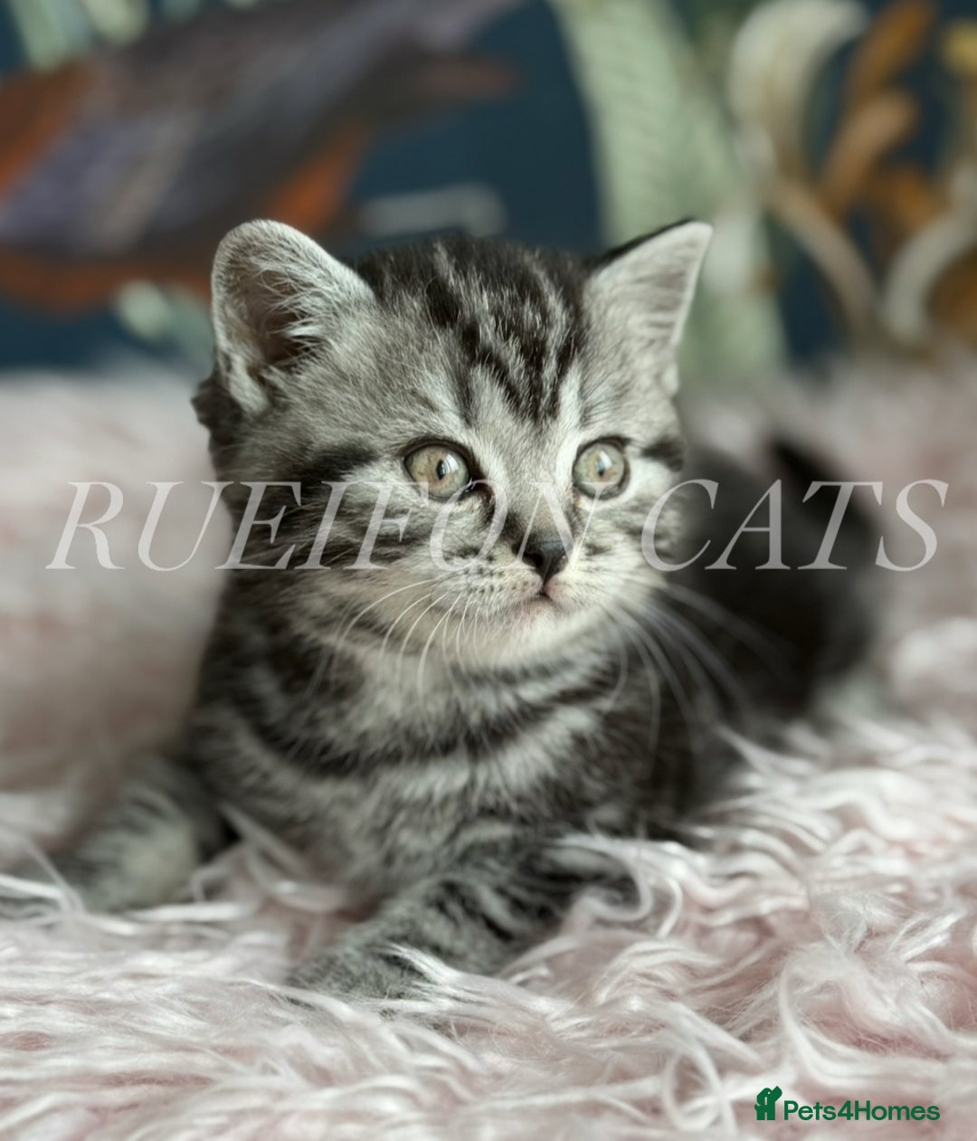 British Shorthair cats for sale: LAST British shorthair kitten GCCF registered - Image 11
