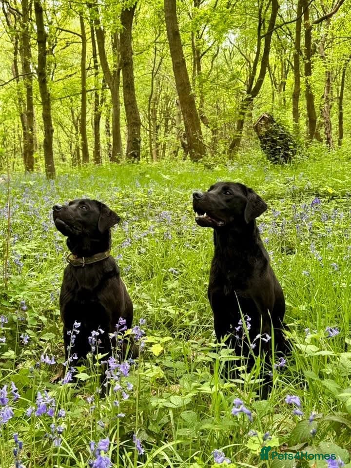 Labrador Retriever dogs Two Working Labradors Looking for a Home Together - Advert 1
