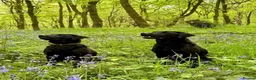 Labrador Retriever dogs for sale: Two Working Labradors Looking for a Home Together - Advert 1