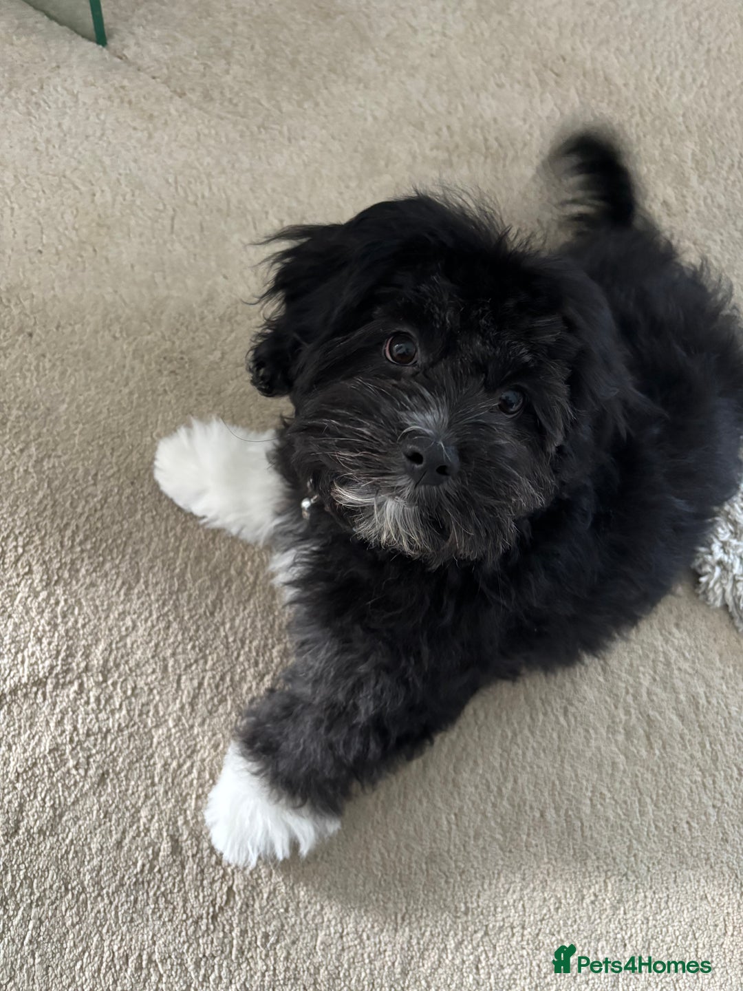 Mixed Breed dogs for sale: Bichon x havanese male 1 year old - Advert 7