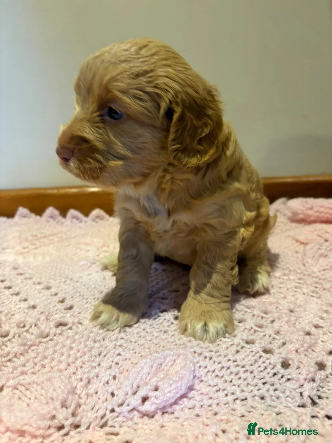 Cockapoo dogs for sale: Beautiful f1 cockapoo puppies  in King's Lynn - Advert 2