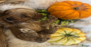 Cavapoo dogs - Advert 13