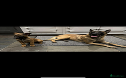 Belgian Shepherd Dog dogs for sale: Belgian malinois  - Image 1