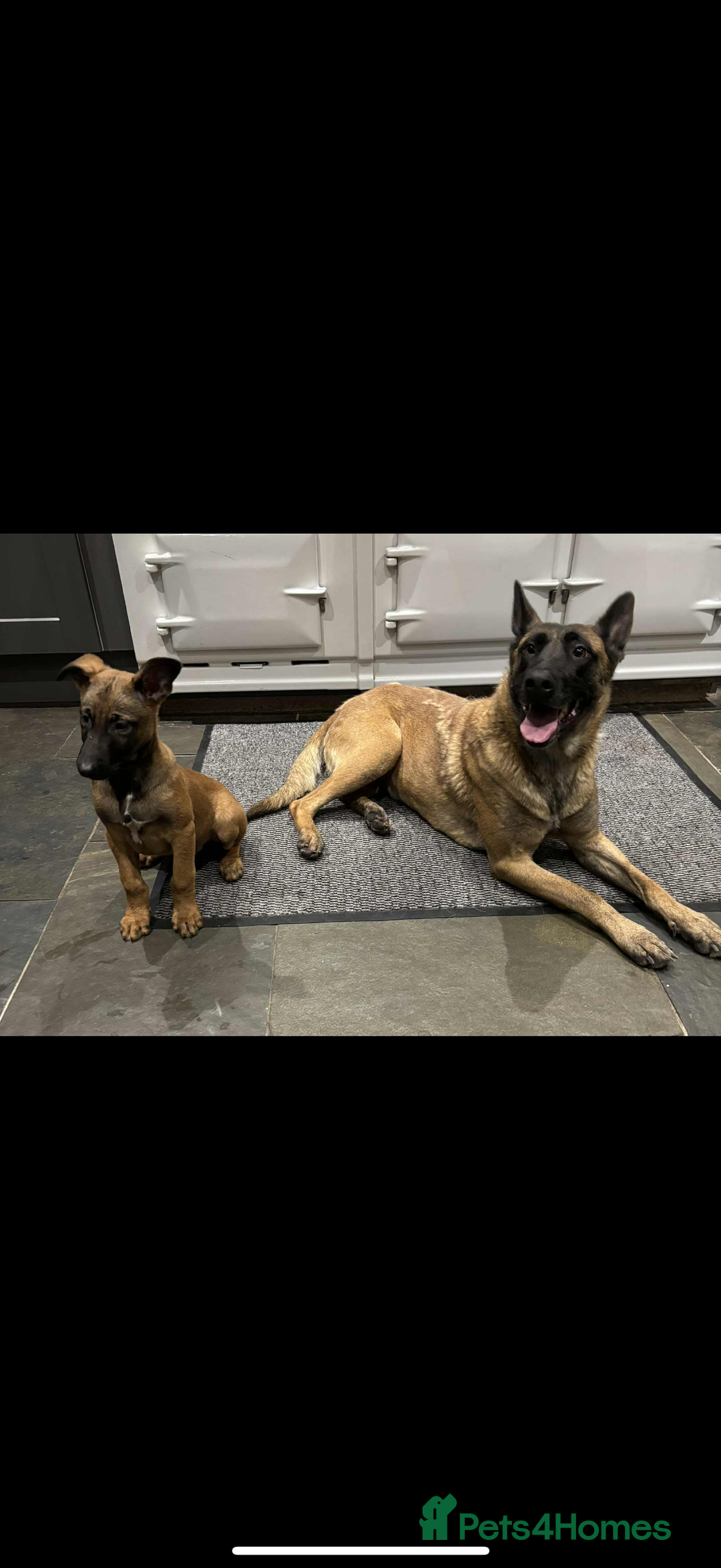 Belgian Shepherd Dog dogs for sale: Belgian malinois  - Image 1