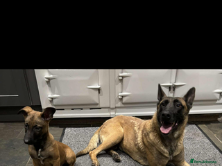 Belgian Shepherd Dog dogs - Advert 1