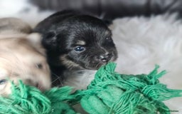 Pomeranian dogs for sale: 4 beautifull pomeranian puppies  - Advert 7