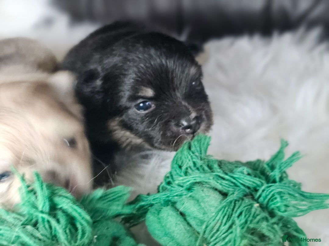 Pomeranian dogs for sale: 4 beautifull pomeranian puppies  - Advert 7