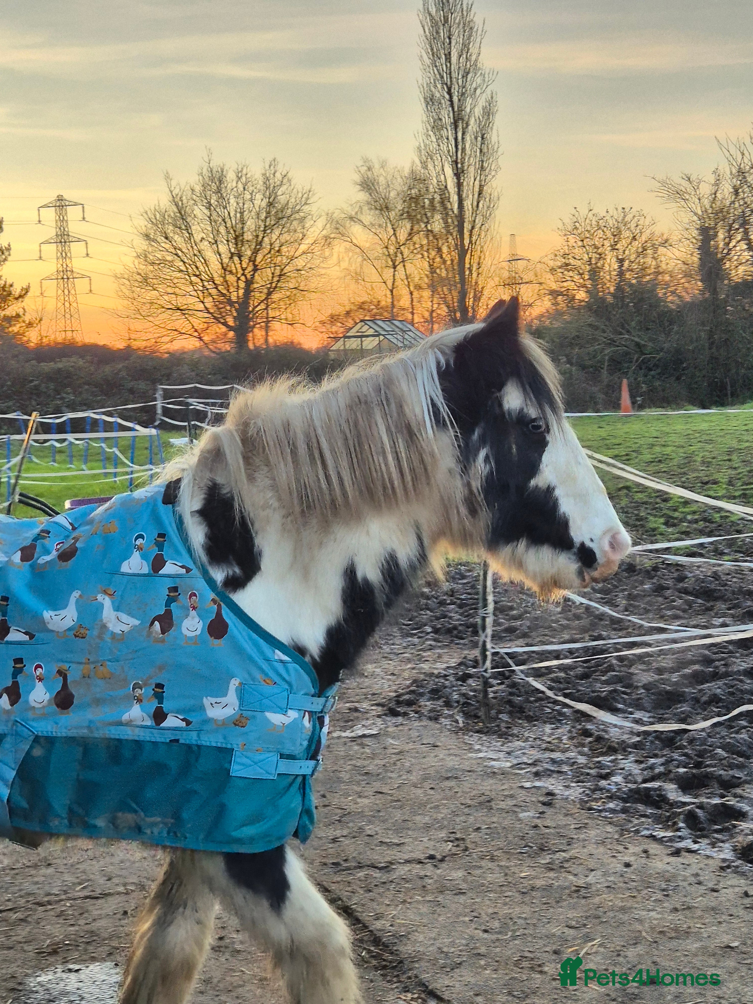 Other Breed horses 13hh Cob Mare - Advert 2