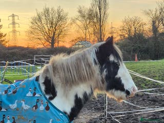 Other Breed horses 13hh Cob Mare - Advert 2