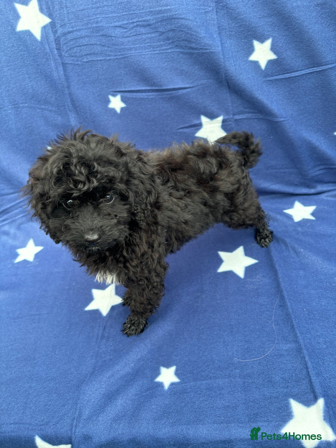 Cavapoo dogs for sale: 2 female cavapoo pups for sale 🩷 - Image 9