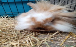 Mini Lion Lop rabbits for sale: 3 boys 1 girl mini lion lop - Image 16