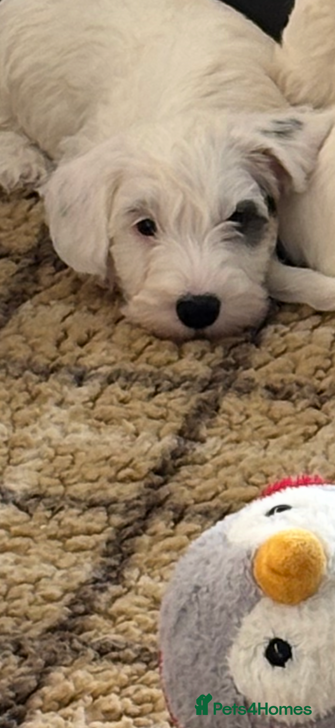 Sealyham Terrier dogs for sale: Stunning Sealyham Terriers  - Advert 24
