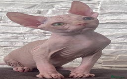 Sphynx cats for sale: Beautiful litter of kittens ❤️ HCM clear 🔥 in Leicester - Image 22