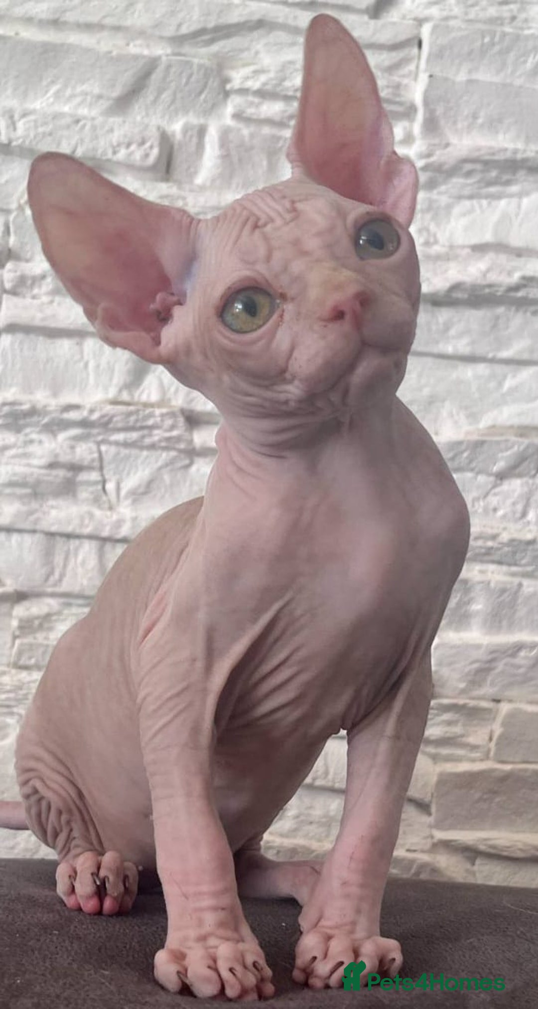 Sphynx cats for sale: Beautiful litter of kittens ❤️ HCM clear 🔥 in Leicester - Image 22