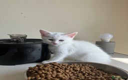 Khao Manee cats for sale: White Scottish fold mix - Image 9