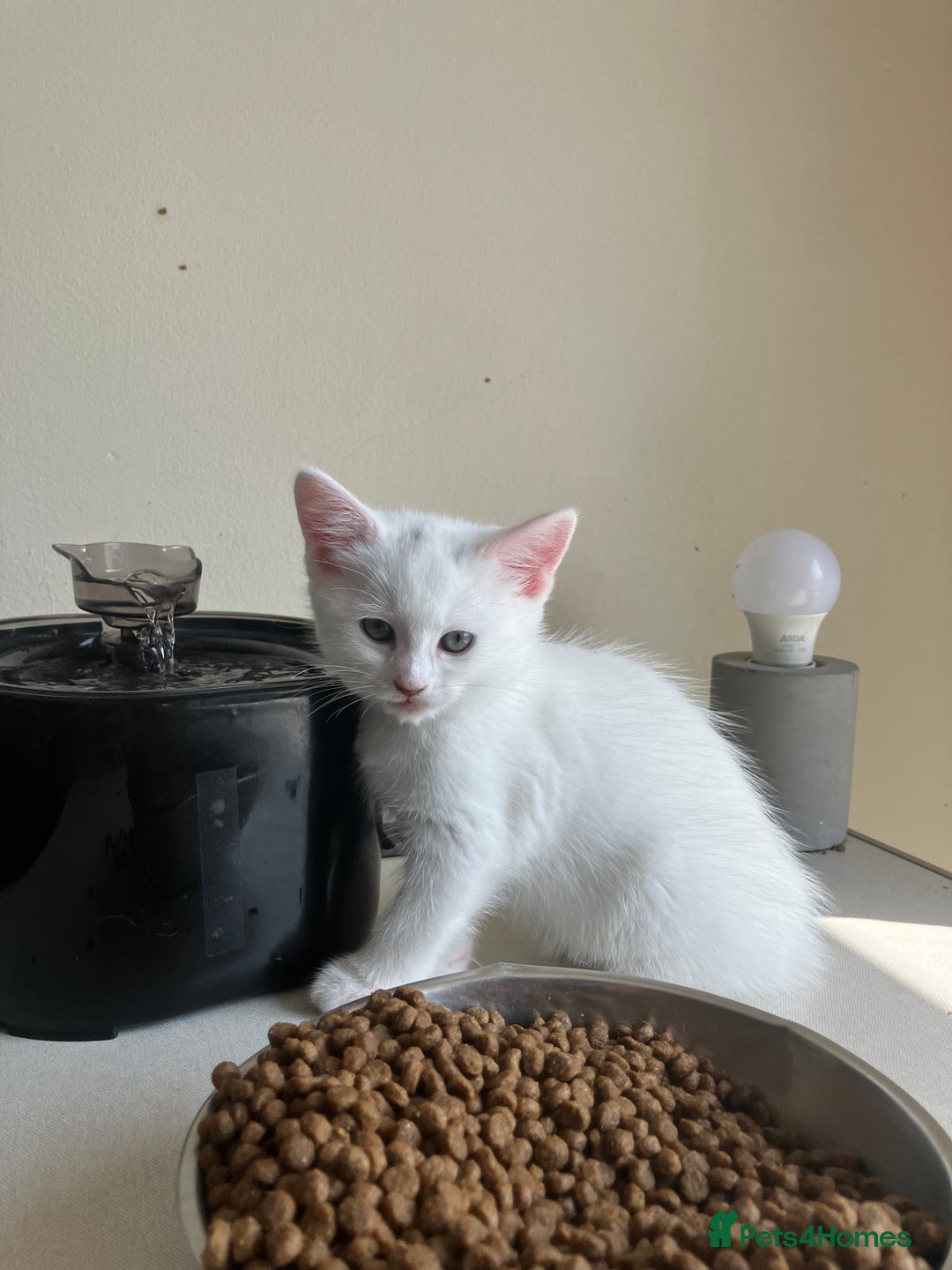 Khao Manee cats for sale: White Scottish fold mix - Image 9