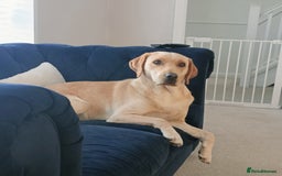 Labrador Retriever dogs for sale: Shelby 1 Year old Yellow Labrador  - Image 3