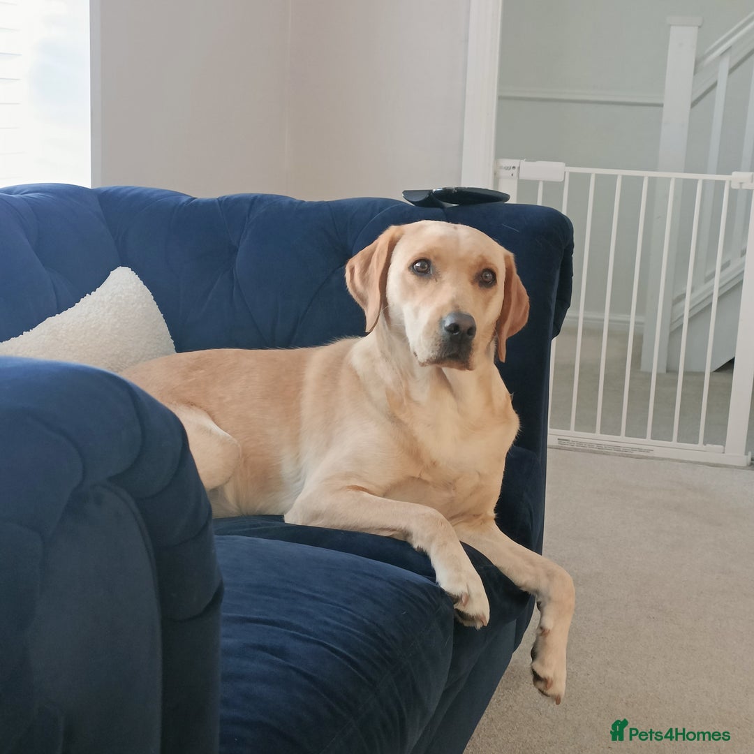 Labrador Retriever dogs for sale: Shelby 1 Year old Yellow Labrador  - Image 3