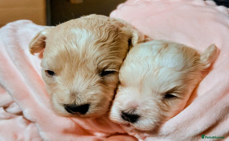 Maltipoo dogs - Advert 4