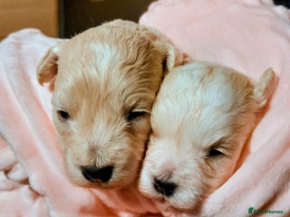 Maltipoo dogs - Advert 7