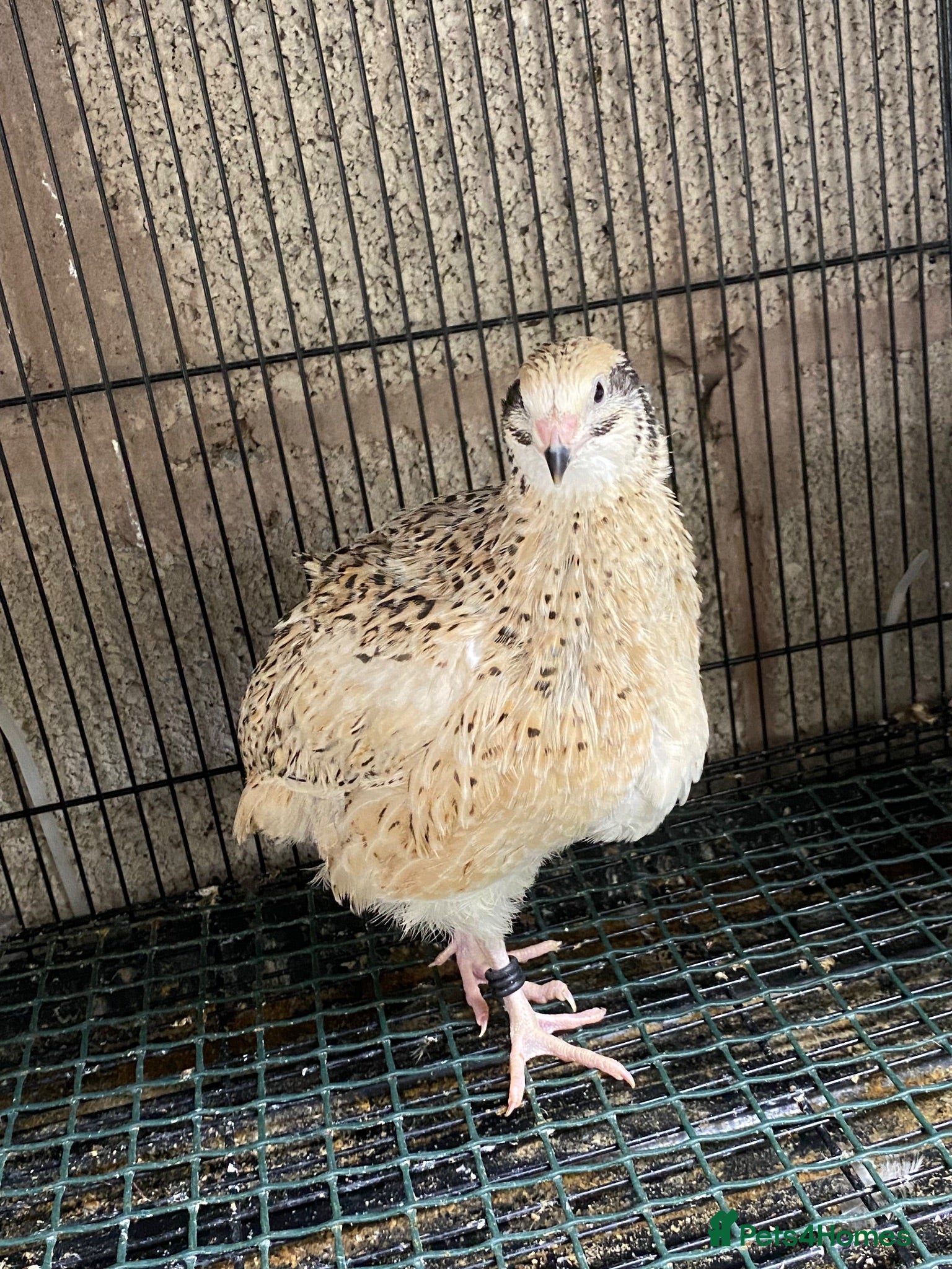 Quail poultry Japanese & Chinese painted quails  - Advert 5